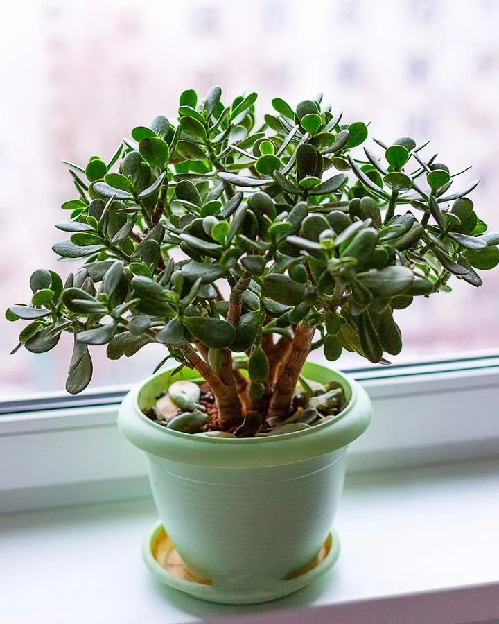 Plante porte bonheur placée dans les coins propices de la maison pour favoriser la prospérité.