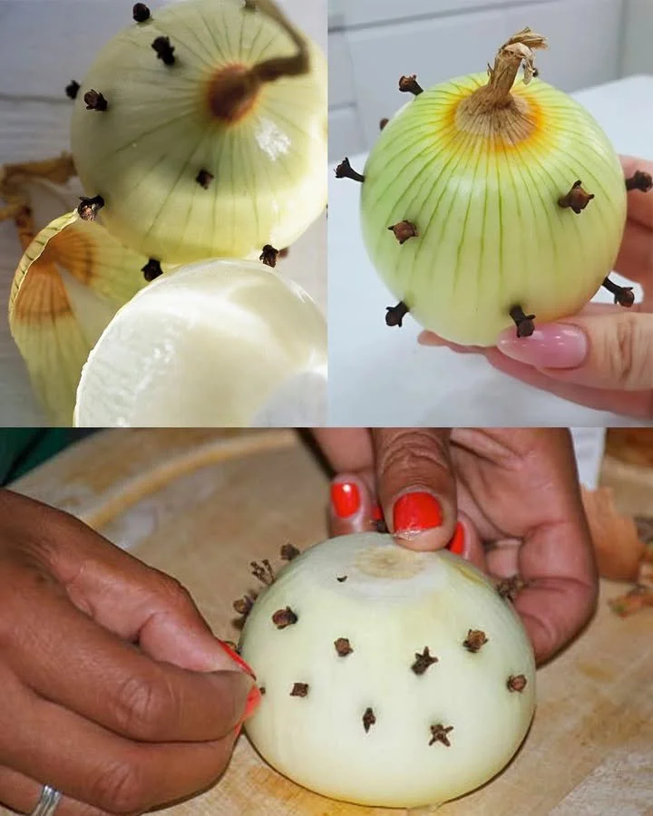 Oignon garni de clous de girofle selon la tradition bretonne.